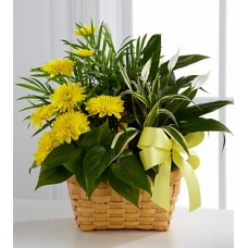 Annual Chrysanthemum Gift Basket