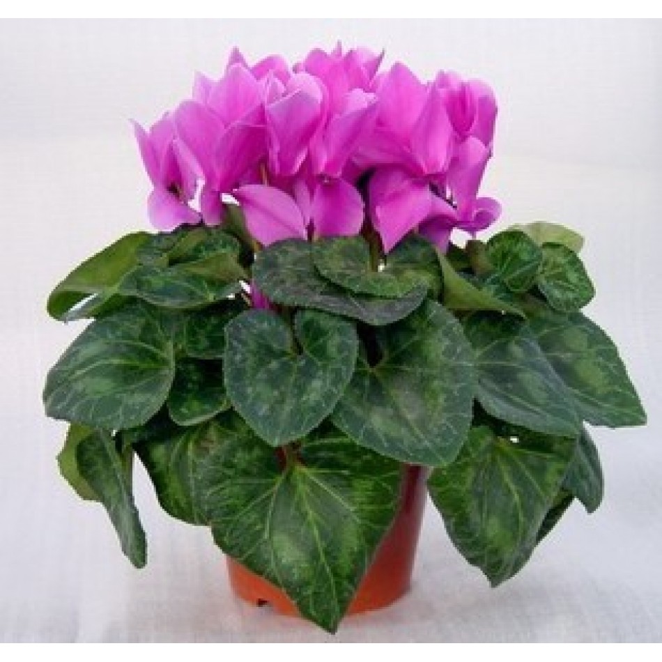 Cyclamen_Plant_toronto_office 950x950