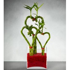 3 Heart shaped Bamboo in a Vase