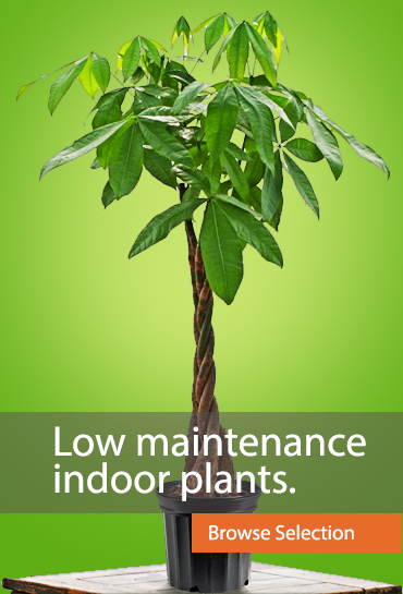 Low maintenance indoor plants.
