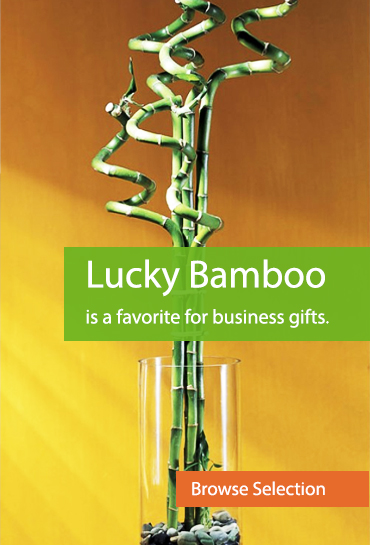 Lucky Bamboo is a favorite for business gifts.