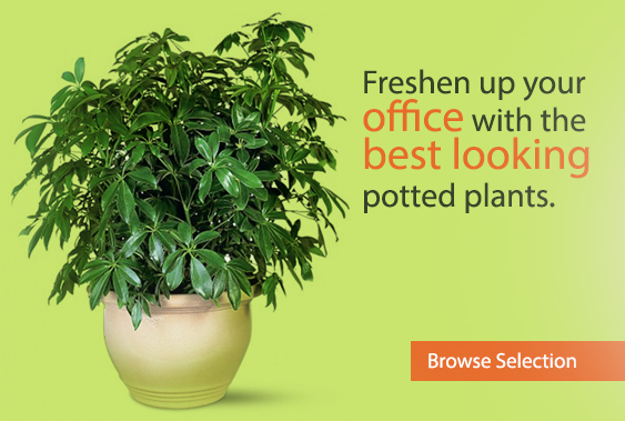 Freshen up your office with the best looking potted plants.